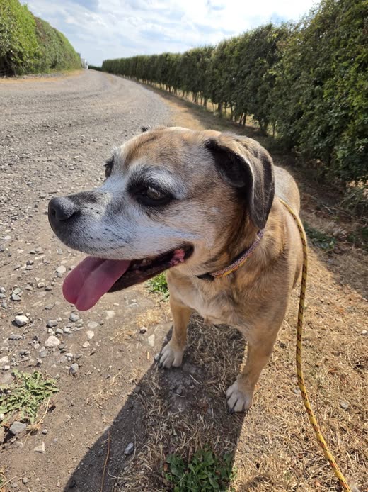 A tan bulldog-cross panting on a lead beside a tall hedge