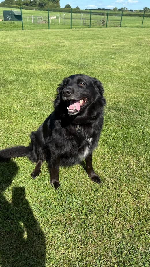A black long-coated dog standing on mown grass in a fenced paddock